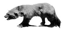 wolverine image